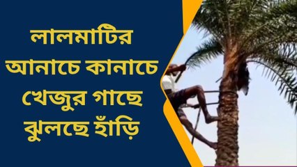 বাঁকুড়া: লালমাটির আনাচে কানাচে খেজুর গাছে ঝুলছে হাঁড়ি