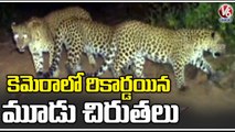 Three Tigers Captured In CCTV Camera Arranged By Forest Officers _ Komaram Bheem _ V6 News