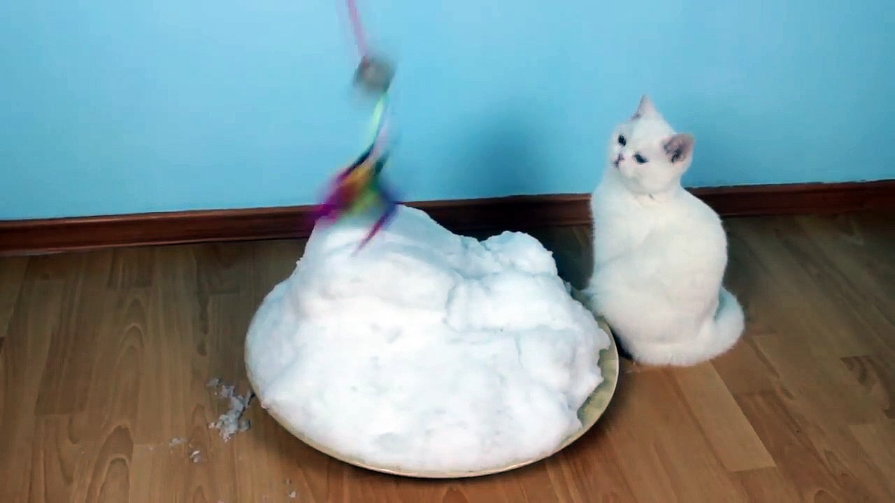 So cute ... Cats See Snow for the First Time