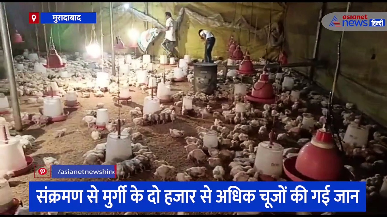 दुकानदार ने चूने की जगह दिया सफेद सीमेंट, संक्रमण से मुर्गी के हजारों चूजों की चली गई जान