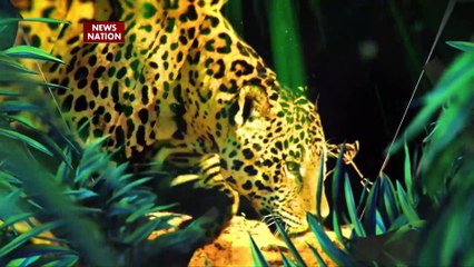 Jungle News : बाघ के बच्चों पर भालू की शिकारी नजर! | Bear Attack |