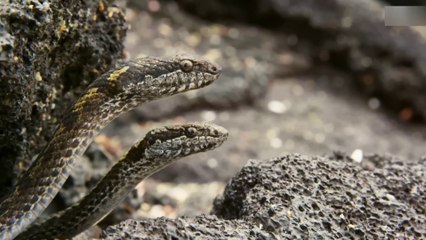 Snakes Vs Iguana The Survival Game