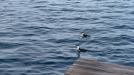 Un couple de pingouins hiberne dans le Golfe de Saint-Tropez