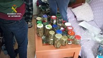 Desarticulados tres invernaderos indoor y dos puntos de venta de marihuana en las localidades de Tomelloso y Pedro Muñoz
