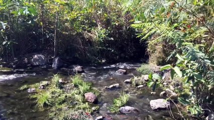 Hồ cây si, cây si trăm thân và trải nghiệm tắm suối ở Vườn quốc gia Cát tiên