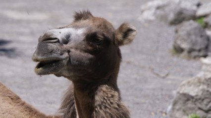 Cabaret Rotstift - S Kamel