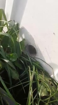 Les abeilles de Pailhe attaquées par des frelons asiatiques qui tentent de rentrer dans leur ruche