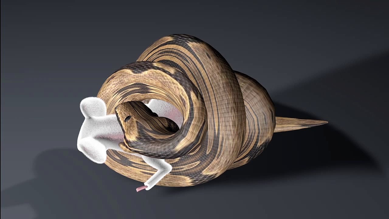 How A Snake Eats by-Alicia Henry_HD