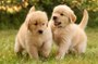 Golden Retriever | Make life better | Funny Puppy Videos #2 | HaHa Animals