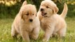 Golden Retriever | Make life better | Funny Puppy Videos #2 | HaHa Animals