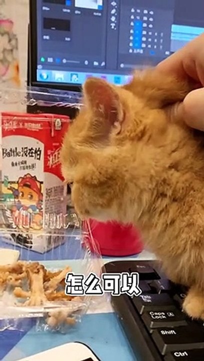 CATS FUNNY AND CUTE 9