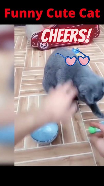 Top Videos of Funny Animals 32