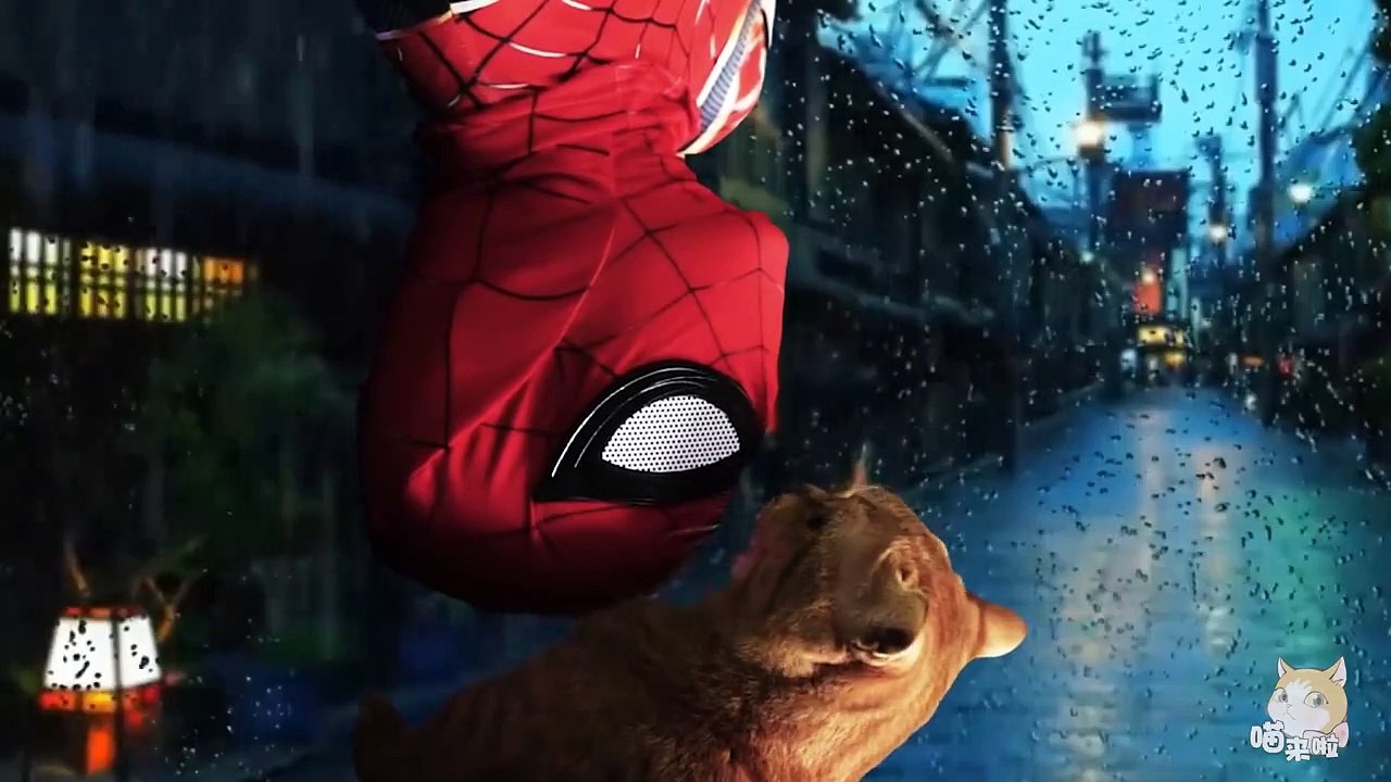 CATS FUNNY AND CUTE 10