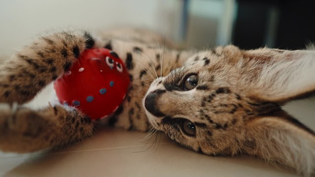 Environnement : ces races de chats qui vivent le plus longtemps