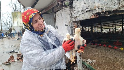 Enkazdaki civcivleri kurtarma çalışmaları sürüyor