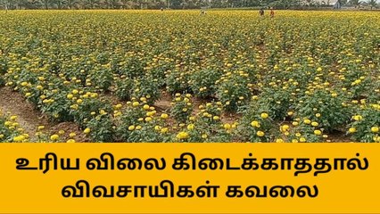 செண்டி பூக்களுக்கு உரிய விலை கிடைக்காததால் விவசாயிகள் கவலை !