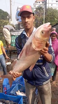 Fisherman Catch Big Carp Fishes bdfishingspot fish fishing hook fishing