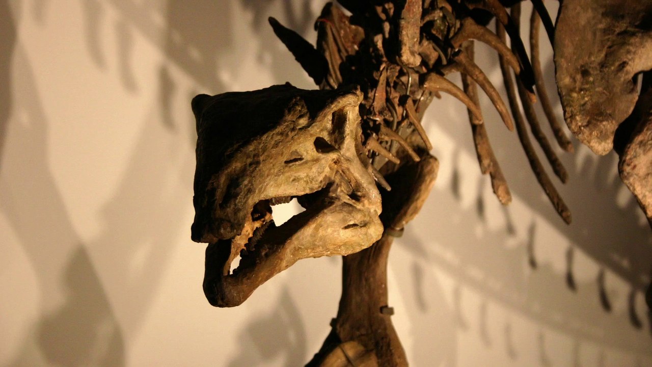 Rumänien: Neue Dino-Art entdeckt