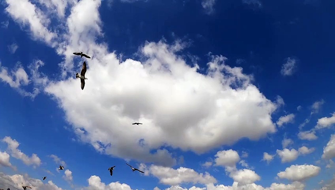 Burung Camar