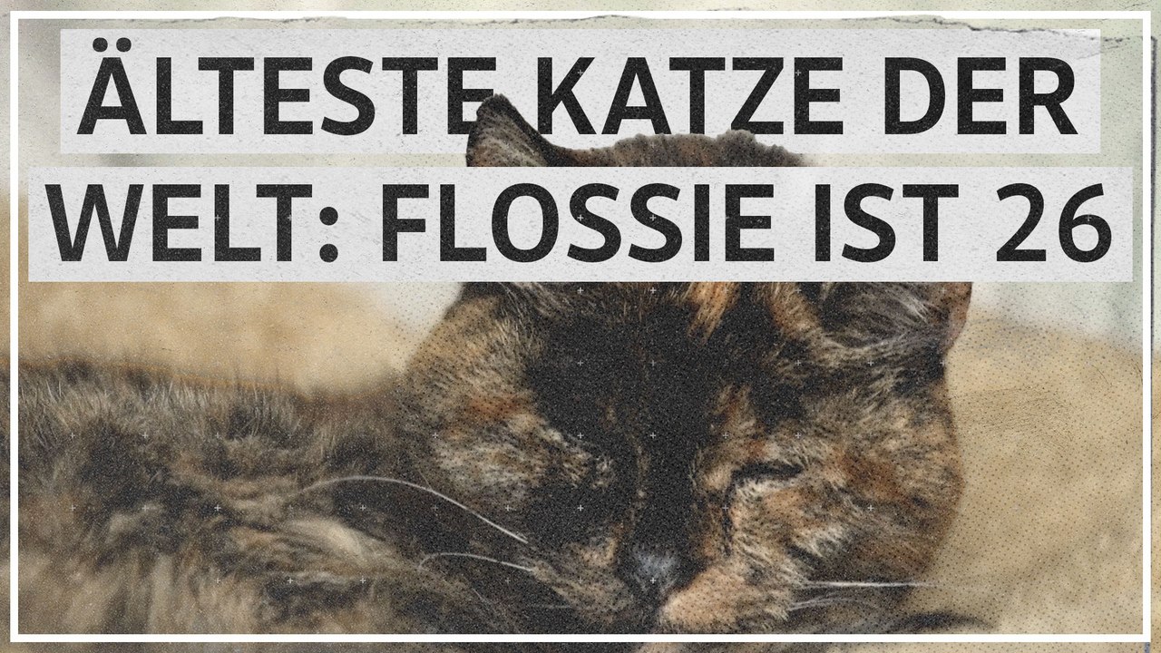 Älteste Katze der Welt: Flossie ist 26 - video Dailymotion