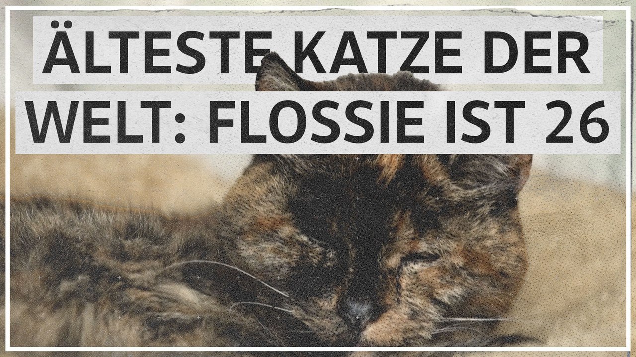 Älteste Katze der Welt: Flossie ist 26