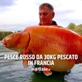 Carrot, il pesce rosso da 30 kg, è stato pescato in Francia
