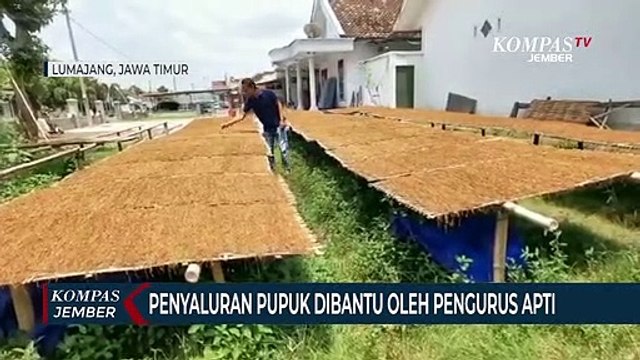 Petani Tembakau Lumajang Mendapat Bantuan Pupuk dari DBHCHT