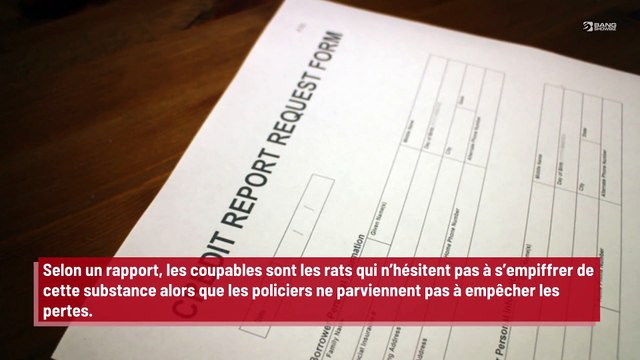 La police accuse les rats de voler les saisies de substances illégales !