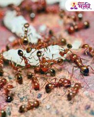 मुंग्या घरात येत असल्यास श्री लक्ष्मी देते हे ३ संकेत चुकूनही दुर्लक्ष करू नका