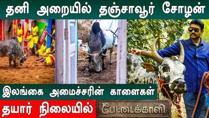 Jallikattu-க்கு Pettai Kaali தயார்! செந்தில் தொண்டமான் அவர்களின் காளைகள் *Interview