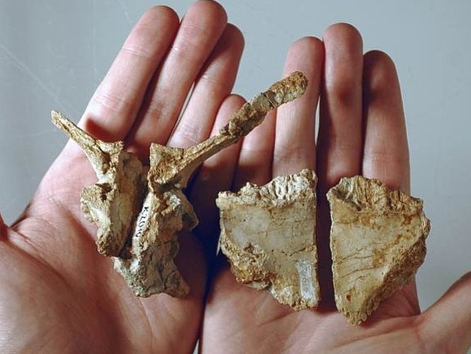Überraschender Fund: Forscher entdecken Dinosaurierart
