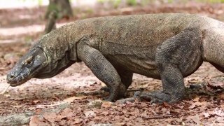 Woww It's amazing how this is the Komodo dragon!!!!