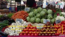 Rappel produit : ne consommez pas ces œufs contaminés à la salmonelle