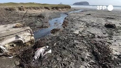 Peru emite alerta sanitário por casos de gripe aviária