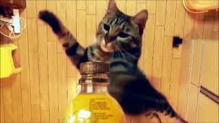Baby Cats - Cute and Funny Cat Videos Compilation #29 _ Aww Animals