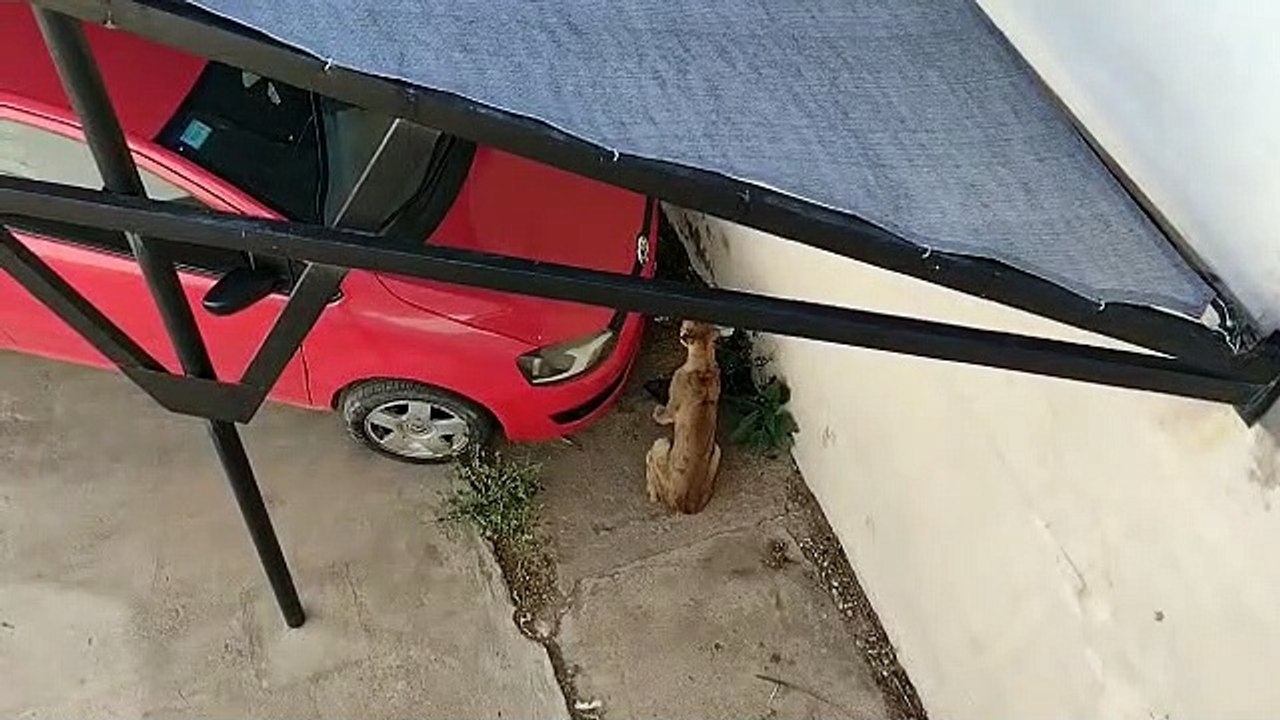 Puma peligro