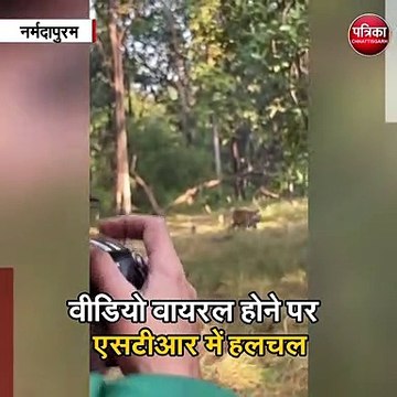 सतपुडा टाइगर रिजर्व की जंगल सफारी करने पहुंचीं अभिनेत्री रवीना टंडन