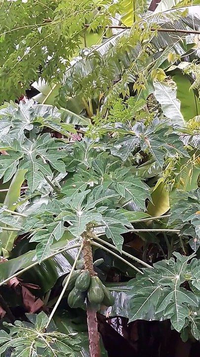 Green Papaya
