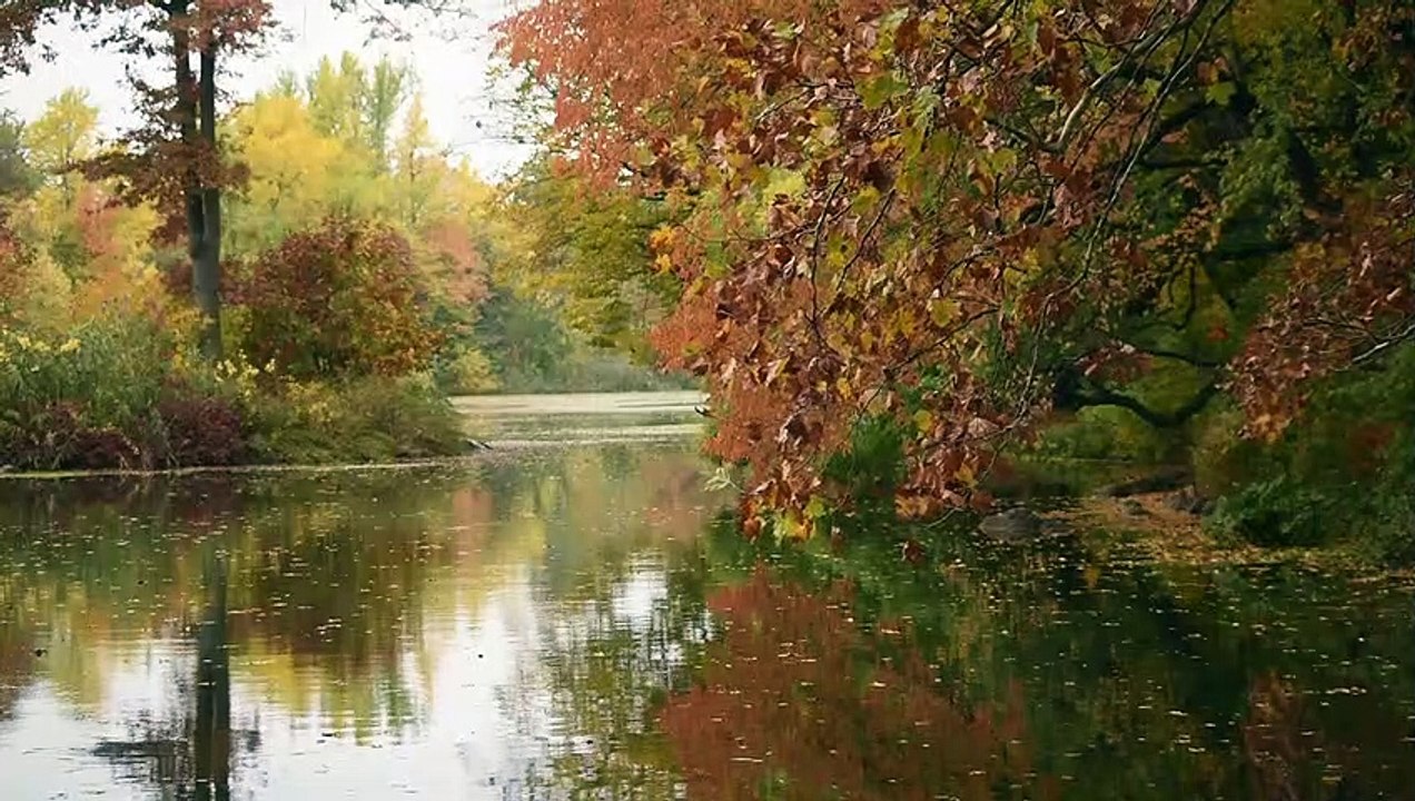 Lake Tree