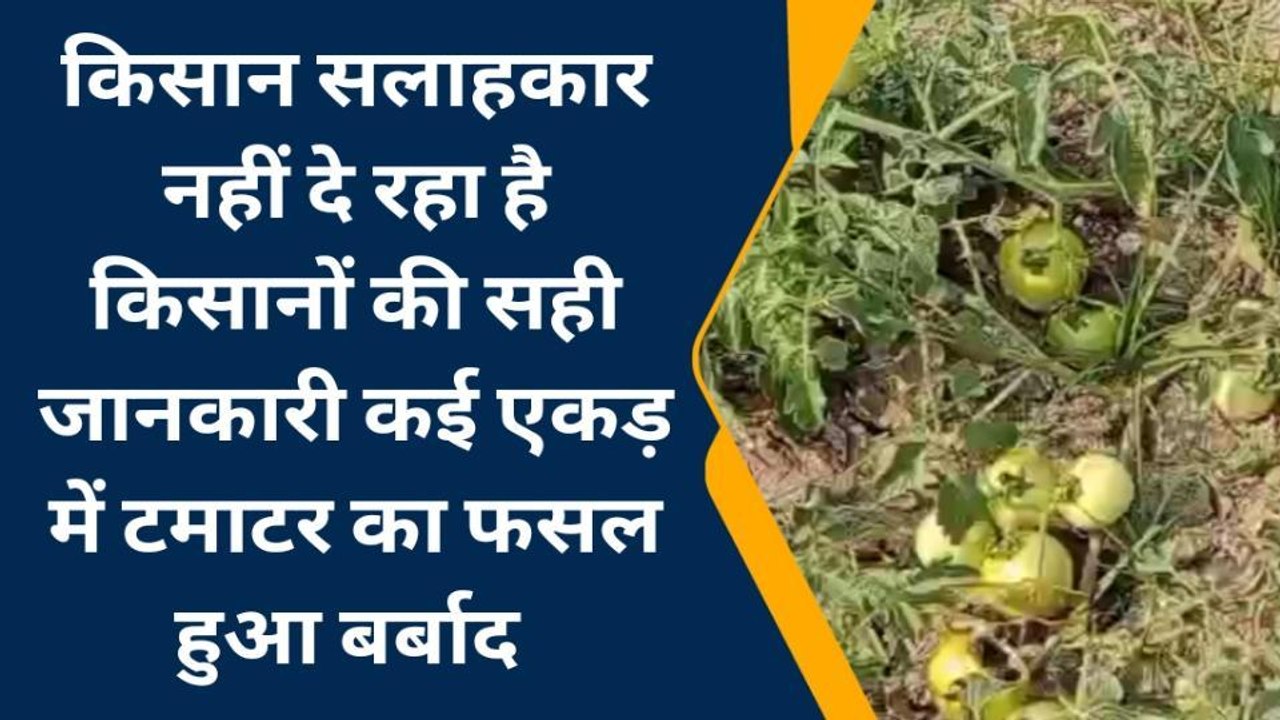 लापरवाही: किसान सलाहकार नहीं दे रहे किसानों की सही जानकारी, कई एकड़ में टमाटर की फसल बर्बाद