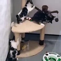 Adorable kittens found abandoned near M1 seek forever home