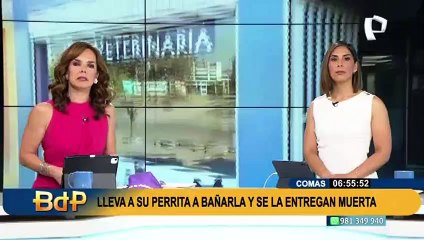 Comas: lleva a su perrita a bañar en veterinaria y la entregan muerta