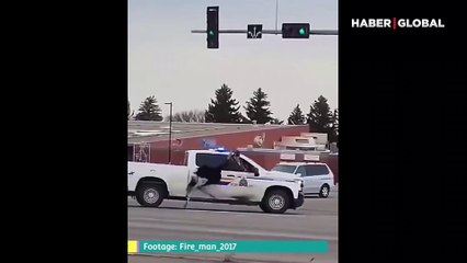 Devekuşları kaçtı, Kanada polisi kovaladı! İşte o görüntüler