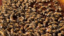Las abejas de la Isla de Pascua se perfilan como salvadoras