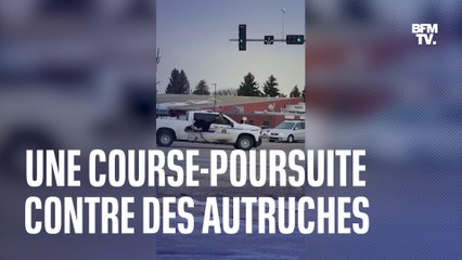 Une course-poursuite contre des autruches au Canada