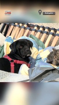 Yavru Kediyi Evladı Gibi Koruyor #shorts #yavrukedi #kedi #köpek