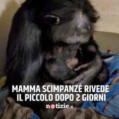 Descargar video: Mamma scimpanzé riabbraccia il suo cucciolo dopo 2 giorni averlo partorito