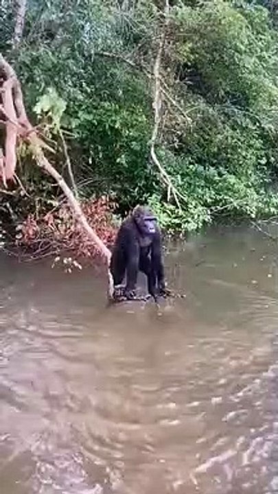 funny monkey