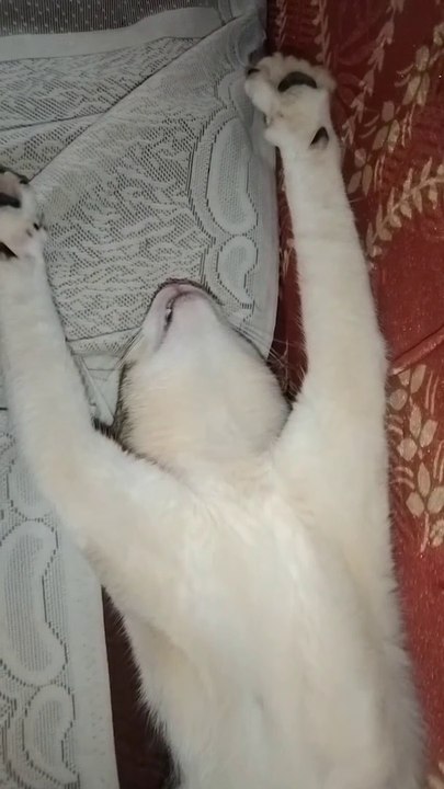 Cute Cat Sleeping Style