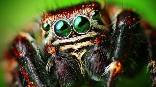 Most Dangerous Spider in the World _ ऐसी मकड़ी जिसका शिकार खौफनाक शिकारी भी करने से डरते है #facts